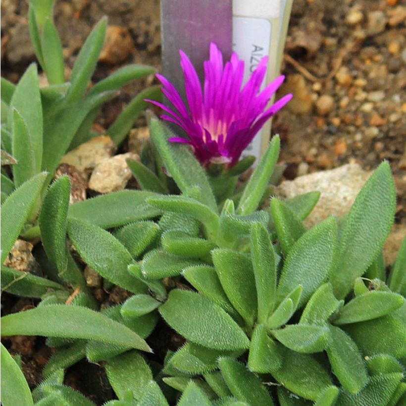 Delosperma sutherlandii (Folhagem)