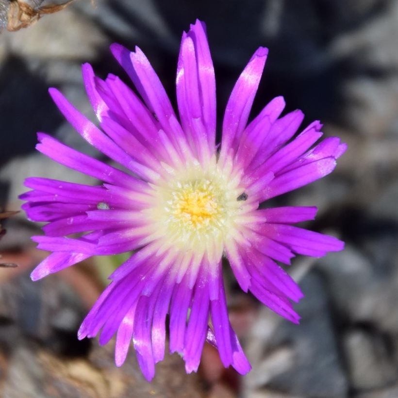 Delosperma sutherlandii (Floração)