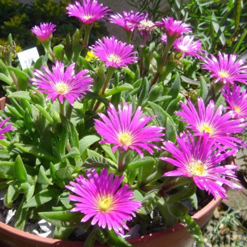 Delosperma sutherlandii (Hábito)