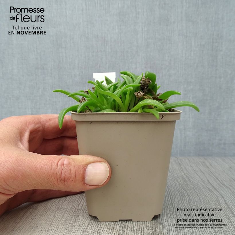 Amostra de Delosperma sutherlandii Vaso de 8/9 cm tal como entregue no outono