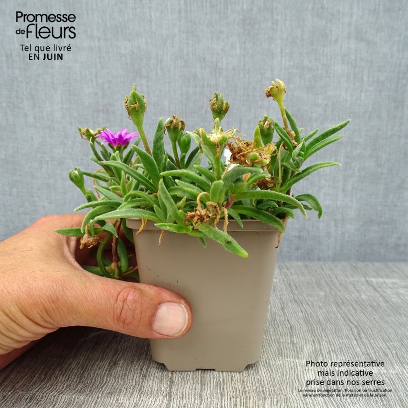 Amostra de Delosperma sutherlandii Vaso de 8/9 cm tal como entregue no verão