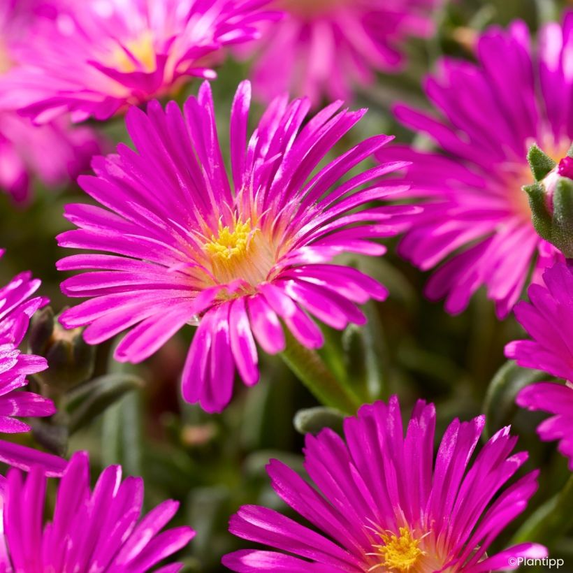 Delosperma Ocean Sunset Violet - Planta-do-gelo (Floração)