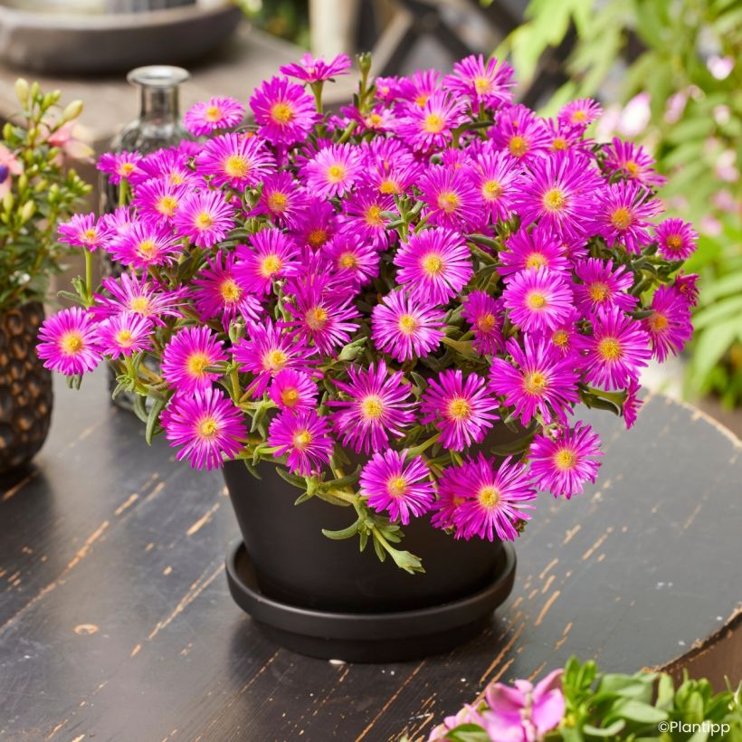 Delosperma Ocean Sunset Violet - Planta-do-gelo (Hábito)
