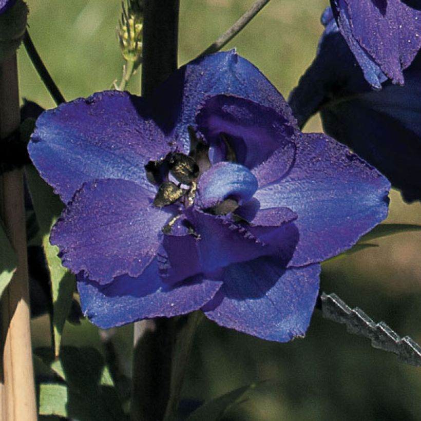 Delphinium Pacific Black Knight (Floração)