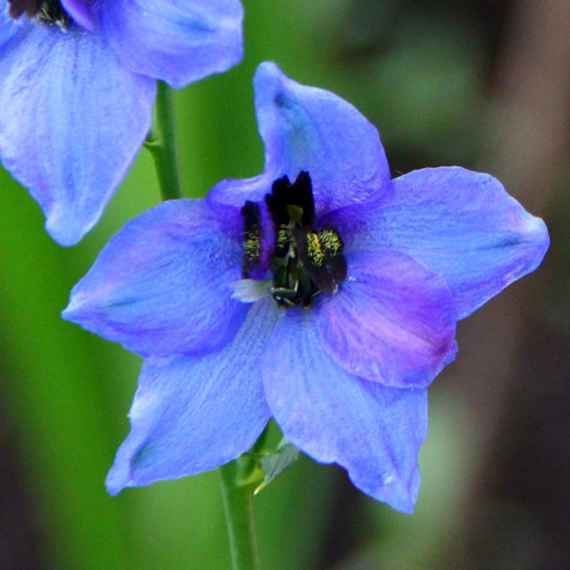 Delphinium Blauwal (Floração)