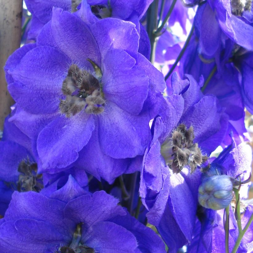 Delphinium Pacific Blue Jay (Floração)