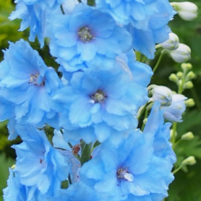 Delphinium Blue Lace (Floração)