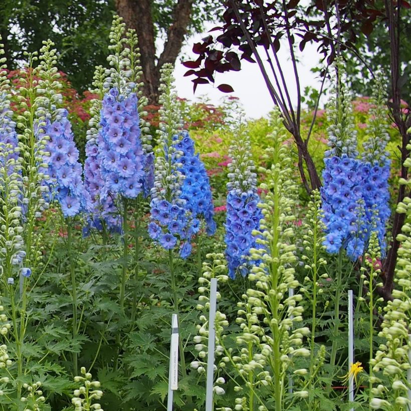 Delphinium Blue Lace (Hábito)