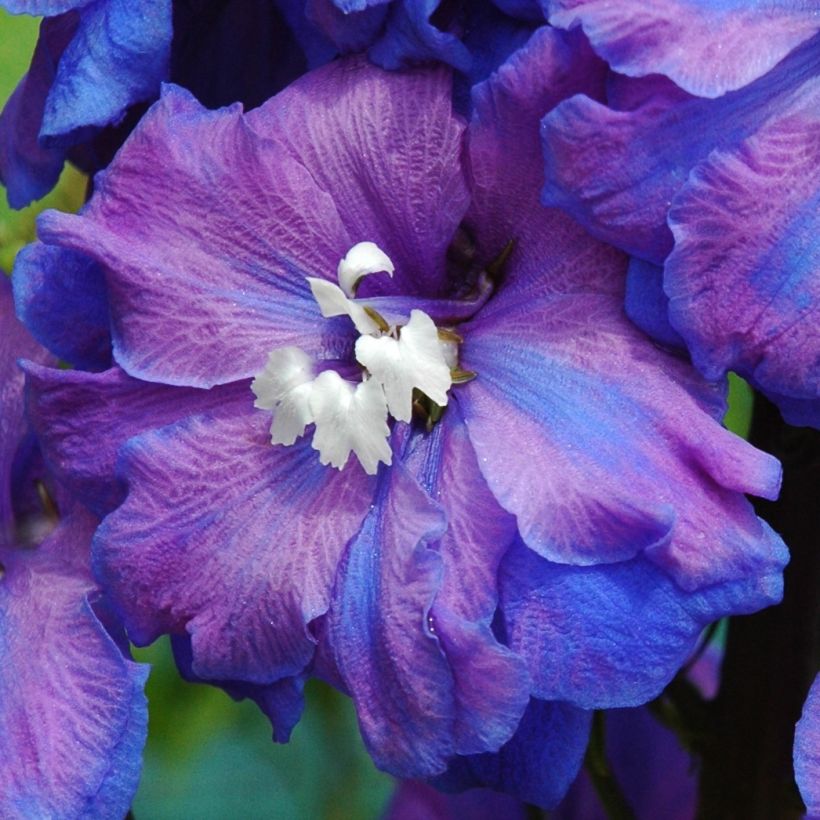 Delphinium Blue Triumphator (Floração)