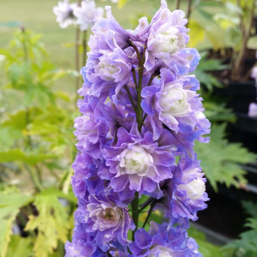 Delphinium Highlander Bolero (Floração)