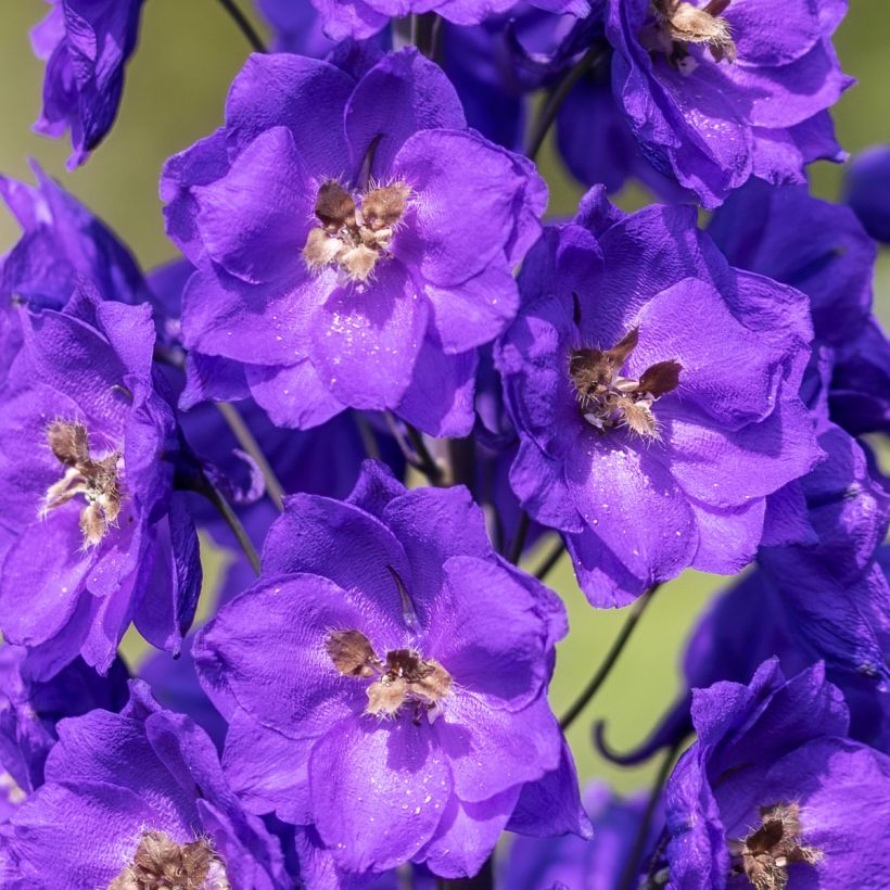 Delphinium Bruce (Floração)