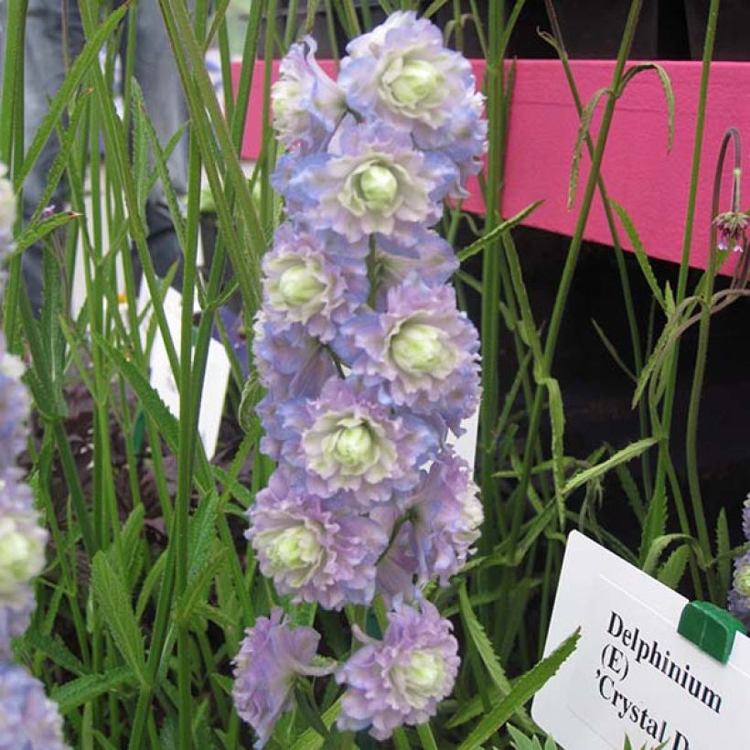 Delphinium Crystal Delight (Floração)