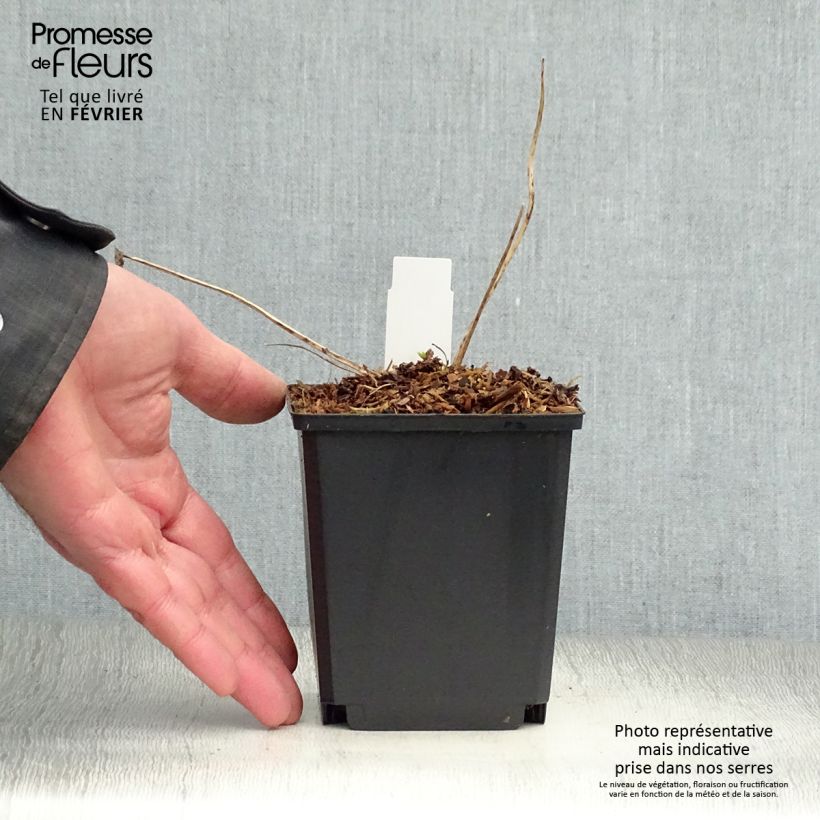 Amostra de Delphinium Crystal Delight - Pied d'alouette élevé Vaso de 10 cm/11 cm tal como entregue no inverno