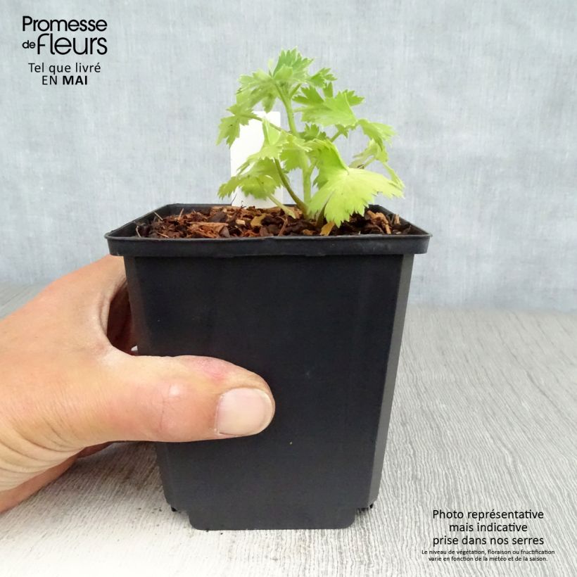 Amostra de Delphinium Crystal Delight Vaso de 10 cm/11 cm tal como entregue na primavera