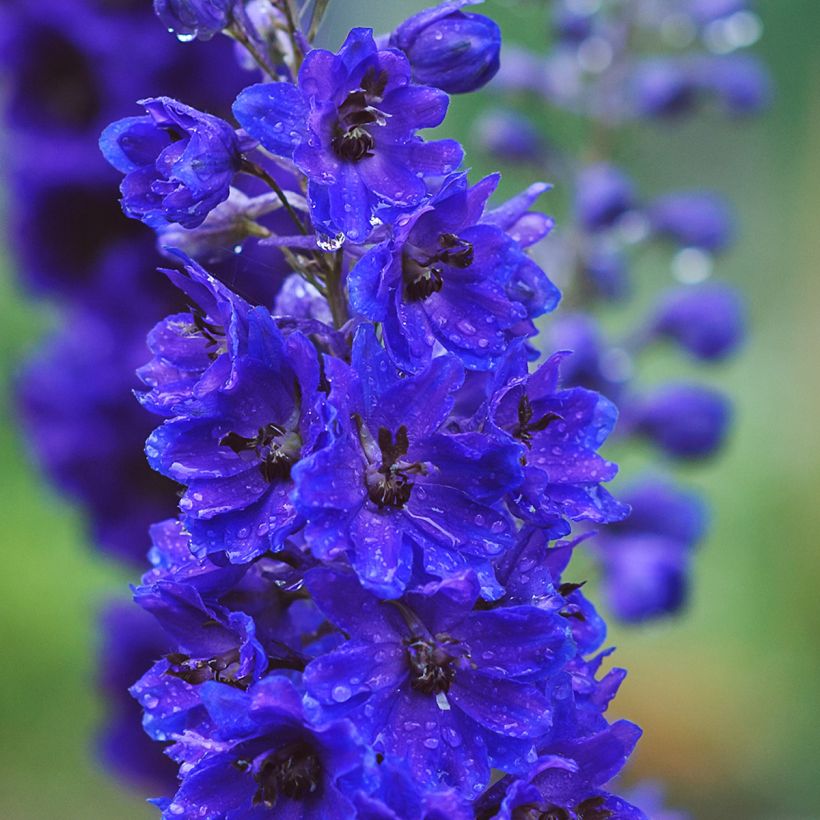 Delphinium Magic Fountain Dark Blue-Black Bee - Delfínio (Floração)