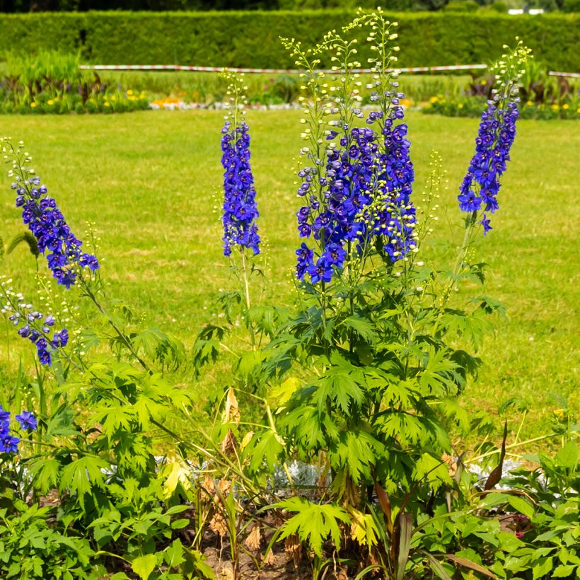 Delphinium Magic Fountain Dark Blue (Hábito)