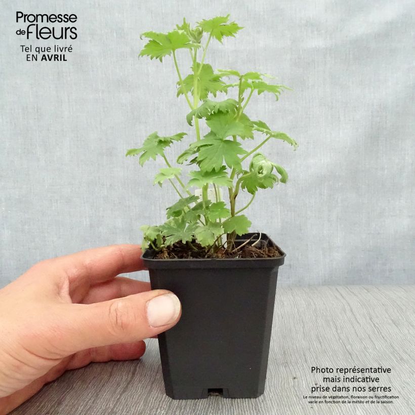 Amostra de Delphinium Magic Fountain Dark Blue Vaso de 8/9 cm tal como entregue na primavera