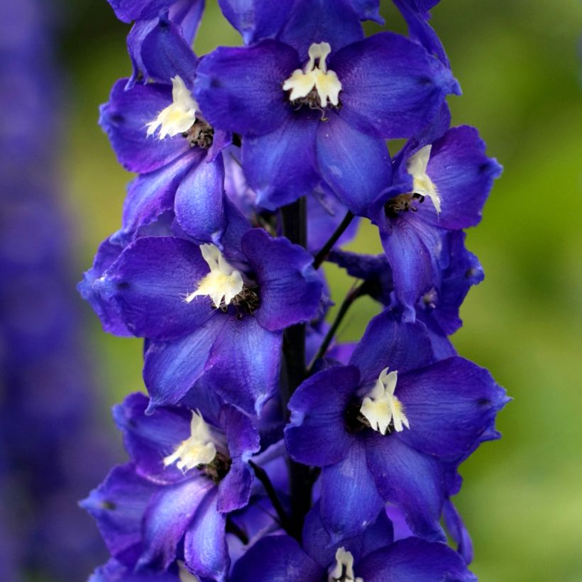 Delphinium Magic Fountain Dark Blue (Floração)