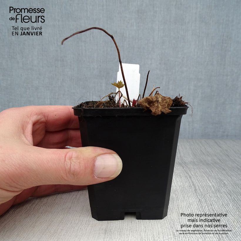 Amostra de Delphinium Magic Fountain Deep Rose Vaso de 8/9 cm tal como entregue no inverno