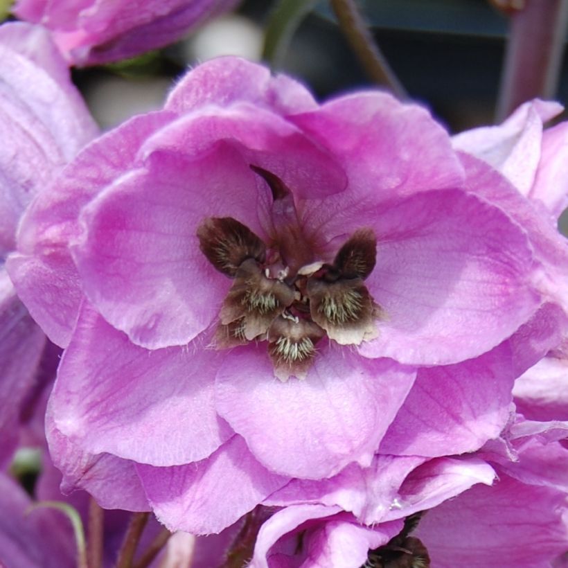 Delphinium Dusky Maiden (Floração)