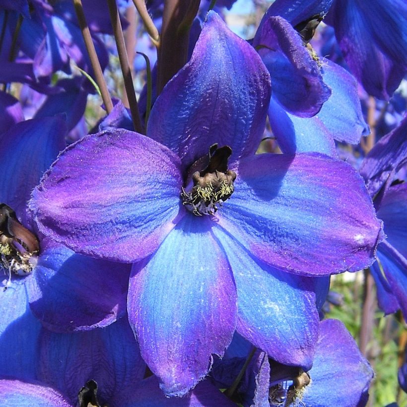 Delphinium F.W. Smith (Floração)