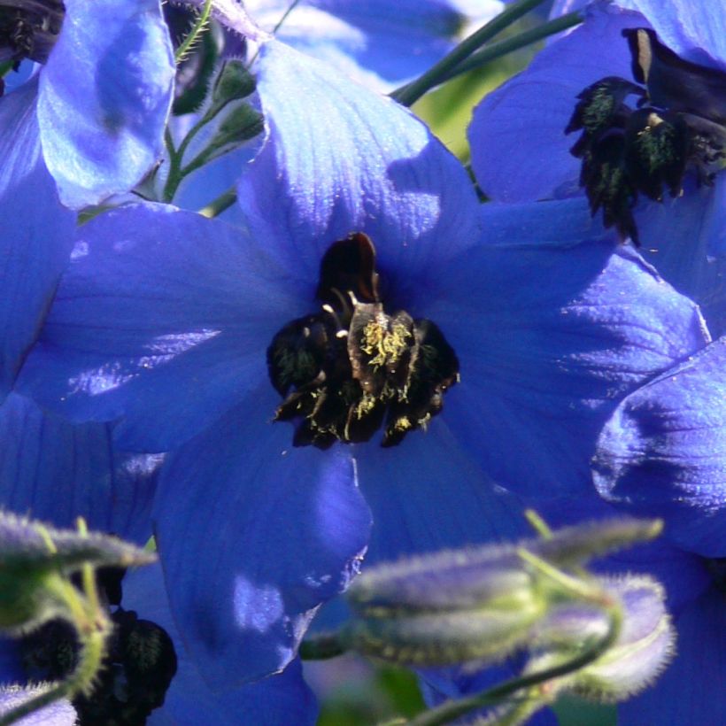 Delphinium Finsteraarhorn (Floração)