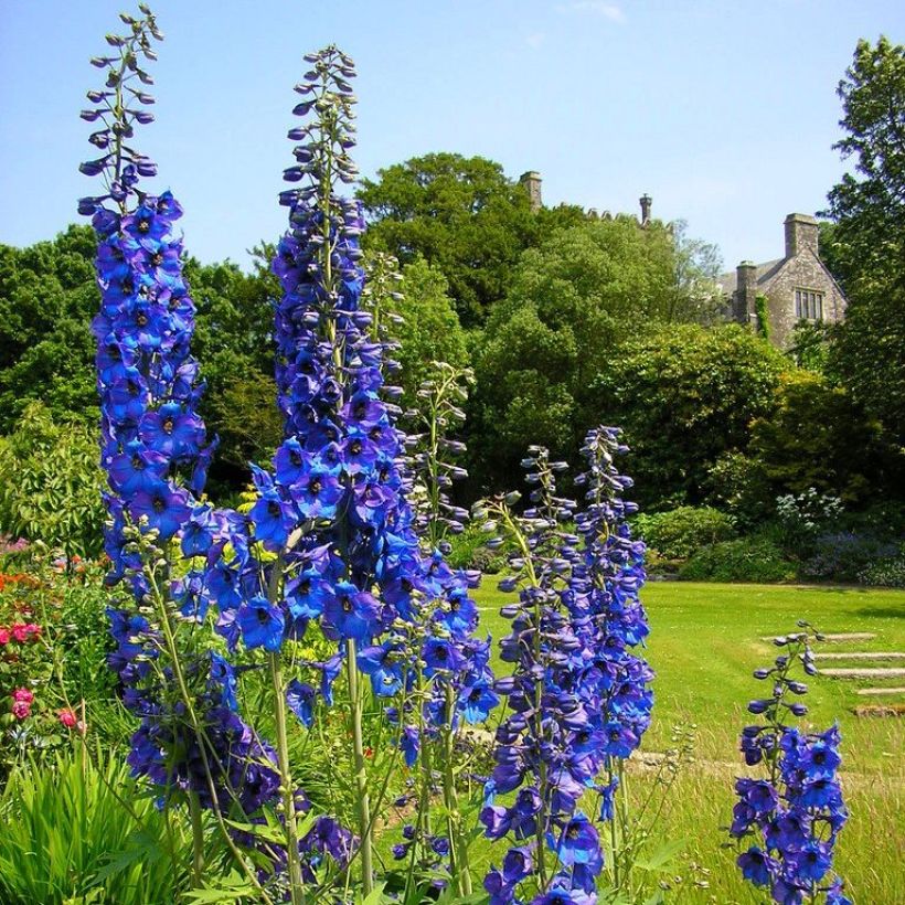Delphinium Finsteraarhorn (Hábito)