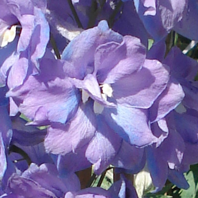 Delphinium Pacific Guinevere (Floração)