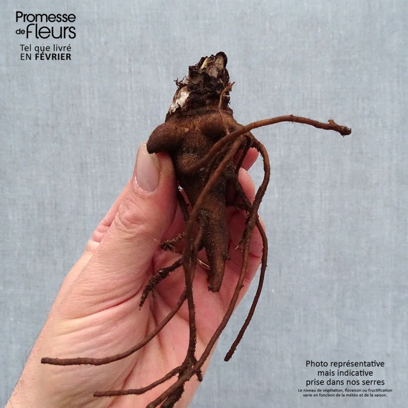 Amostra de Delphinium Highlander Blueberry Pie - Pied d'Alouette vivace Petites Racines nues tal como entregue no inverno