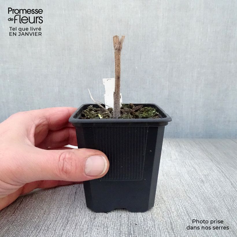 Amostra de Delphinium Highlander Bolero - Pied d'alouette vivace Vaso de 8/9 cm tal como entregue no inverno