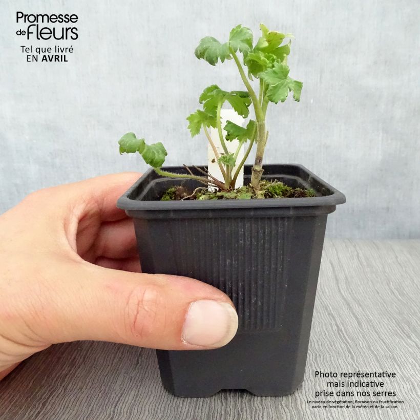 Amostra de Delphinium Highlander Bolero Vaso de 8/9 cm tal como entregue na primavera