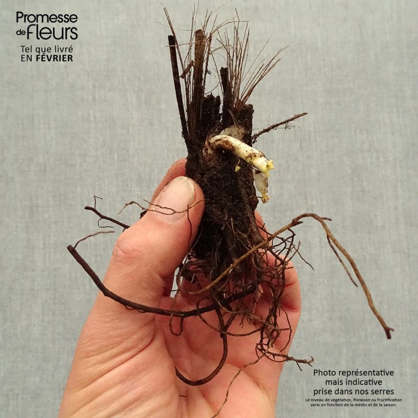 Amostra de Delphinium Highlander Bolero - Pied d'alouette vivace Raízes nuas tal como entregue no inverno