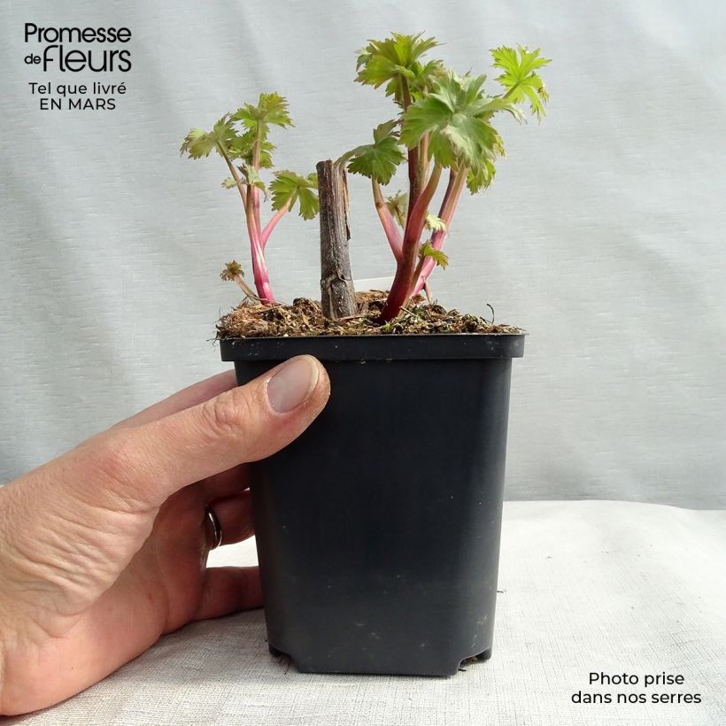 Amostra de Delphinium Highlander Cha Cha Vaso de 8/9 cm tal como entregue no inverno