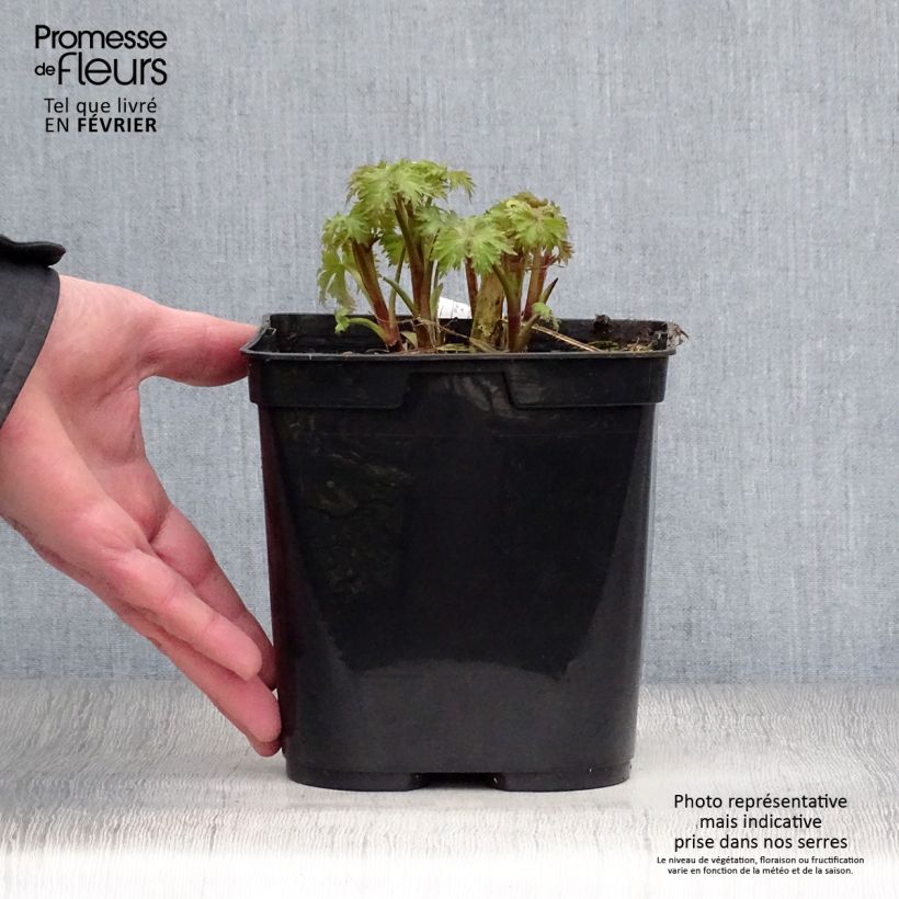 Amostra de Delphinium Highlander Flamenco Vaso de 2 L/3 L tal como entregue no inverno