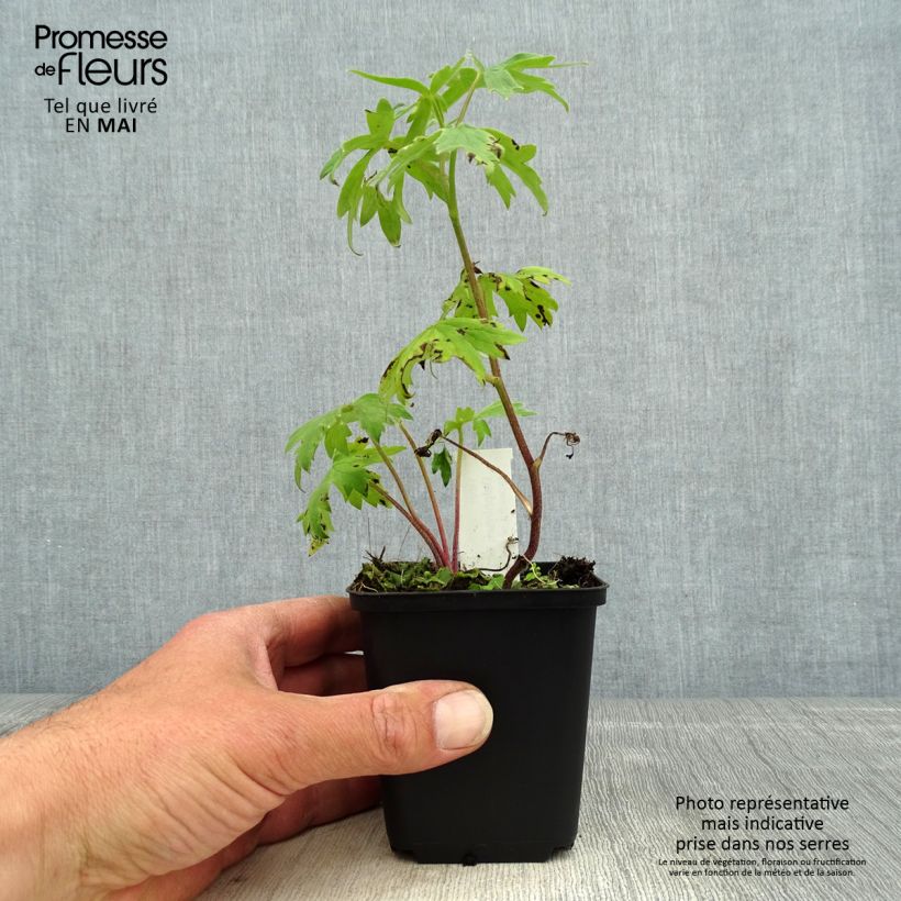 Amostra de Delphinium Highlander Samba Vaso de 8/9 cm tal como entregue na primavera