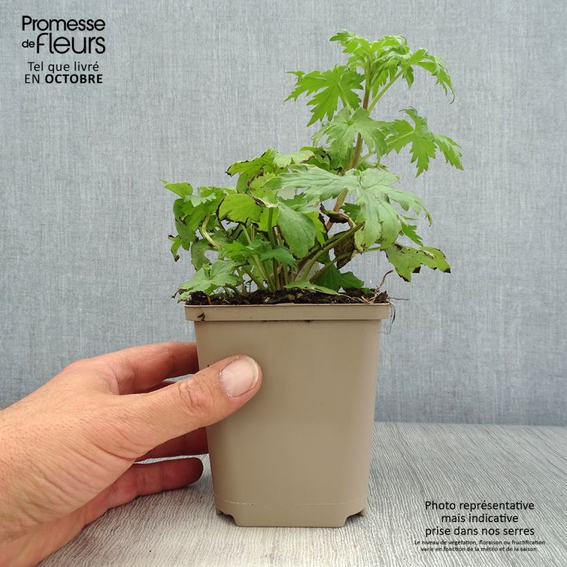 Amostra de Delphinium Highlander Samba Vaso de 8/9 cm tal como entregue no outono