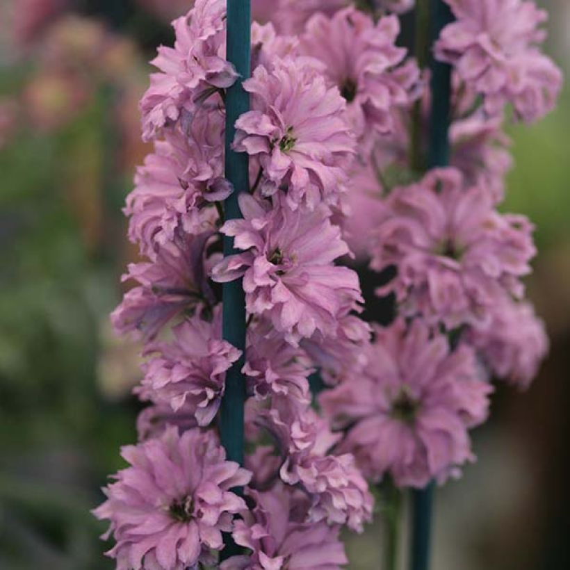 Delphinium Highlander Flamenco (Floração)