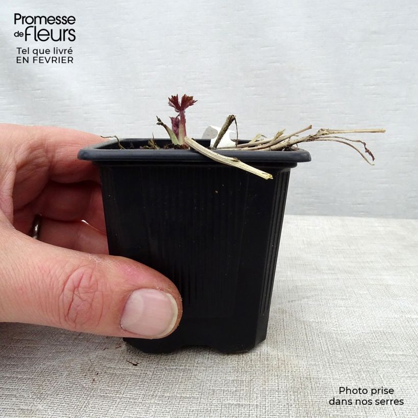 Amostra de Delphinium Highlander Sweet Sensation Vaso de 8/9 cm tal como entregue no inverno