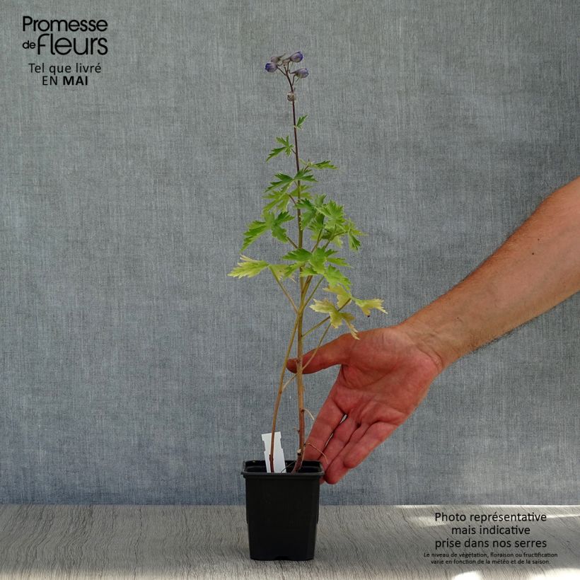 Amostra de Delphinium Highlander Sweet Sensation Vaso de 8/9 cm tal como entregue na primavera