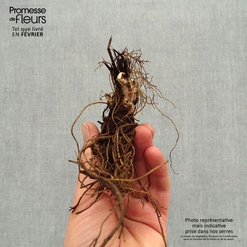 Amostra de Delphinium Highlander Sweet Sensation Raízes nuas tal como entregue no inverno