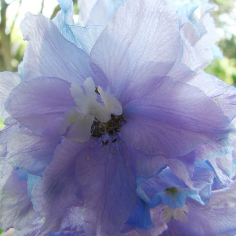 Delphinium Misty Mauves (Floração)