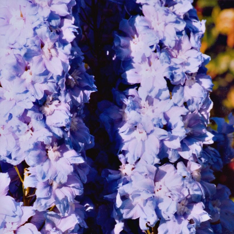 Delphinium Misty Mauves (Hábito)