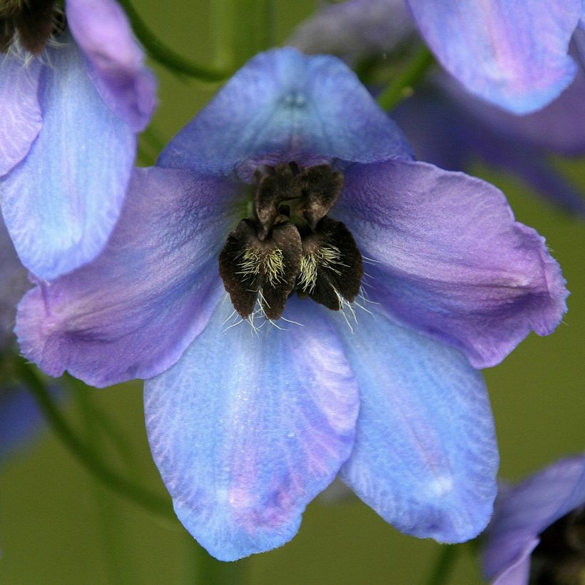 Delphinium Mrs Newton Lees (Floração)