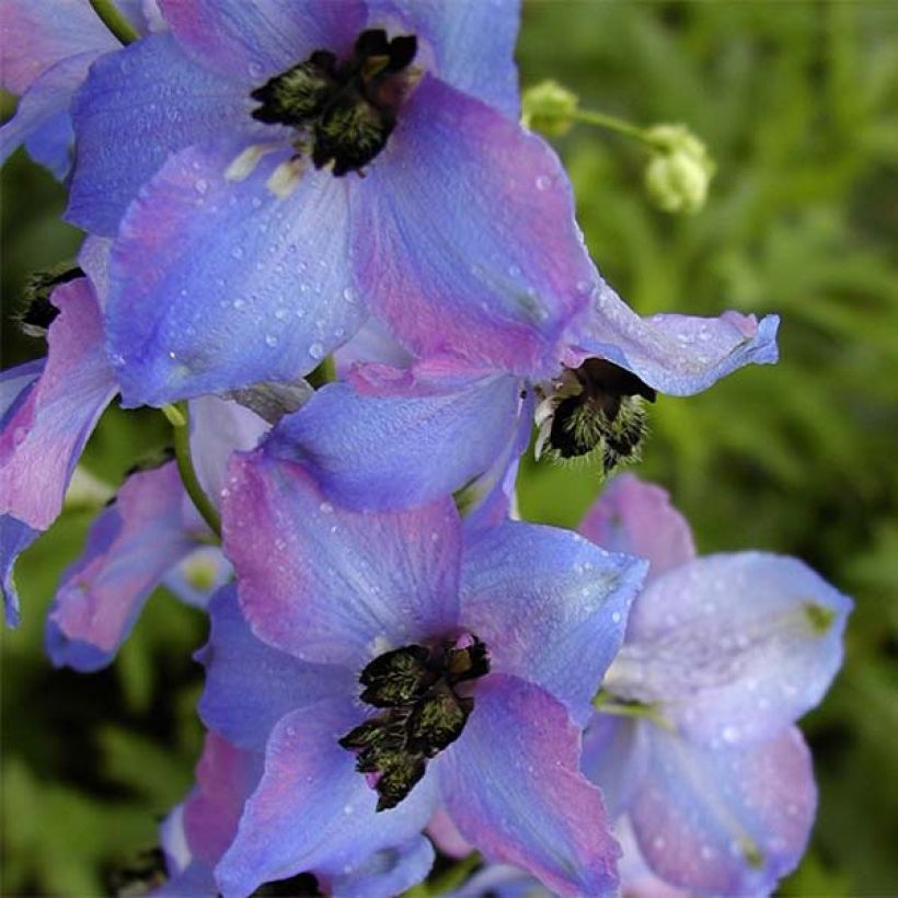Delphinium Ouvertüre (Floração)