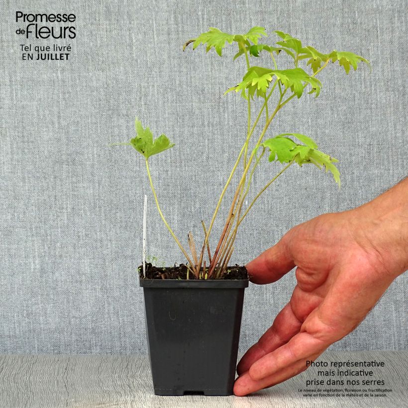 Amostra de Delphinium Pacific Astolat Vaso de 8/9 cm tal como entregue no verão