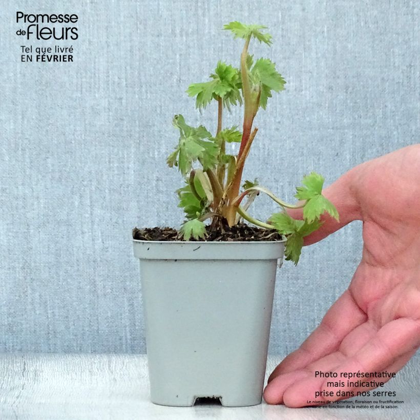 Amostra de Delphinium Pacific Astolat Vaso de 8/9 cm tal como entregue no inverno