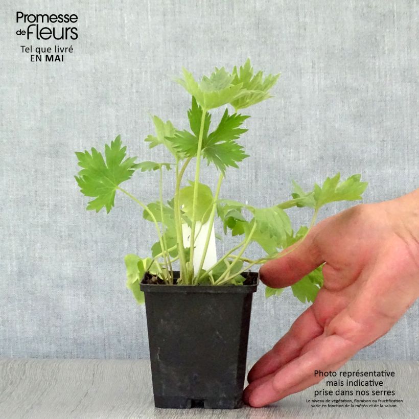 Amostra de Delphinium Pacific Astolat Vaso de 8/9 cm tal como entregue na primavera