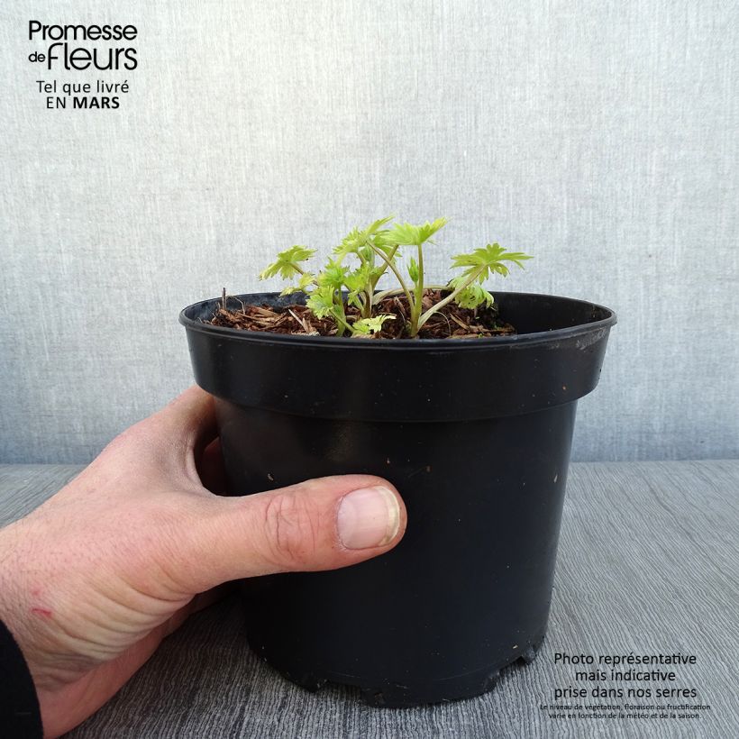 Amostra de Delphinium Pacific Astolat Vaso de 2 L/3 L tal como entregue no inverno