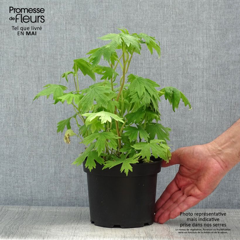 Amostra de Delphinium Pacific Astolat Vaso de 2 L/3 L tal como entregue na primavera