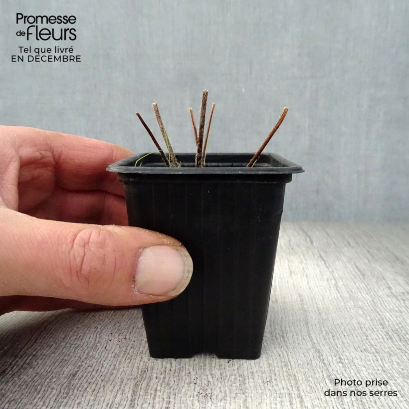 Amostra de Delphinium Pacific Black Knight Vaso de 7/8 cm tal como entregue no inverno